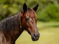 Kobyła, American paint horse — zdjęcie 6
