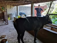 Vaca, Ganado vacuno — foto 5
