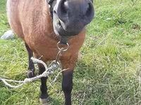Caballo, American shetland pony — foto 2