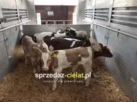 ثور, الماشية — الصورة 4