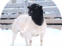 Widder, Dorper sheep — Foto 1