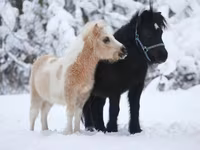 حصان, American shetland pony — الصورة 5