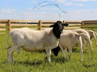 Baran, Dorper sheep — zdjęcie 1