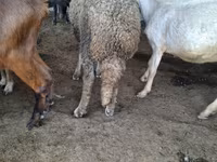 Widder, Baerchuke sheep — Foto 3