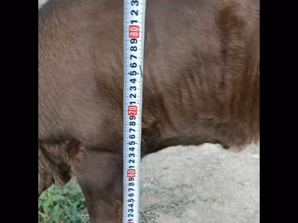 Swiss cattle
