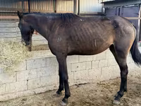 Aygır, Arabian horse — foto 3