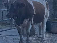 Boğa, Men-anju — foto 5