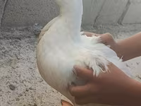 Hausente — Foto 2