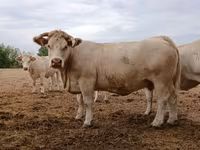 Kuh, Charolais cattle — Foto 3