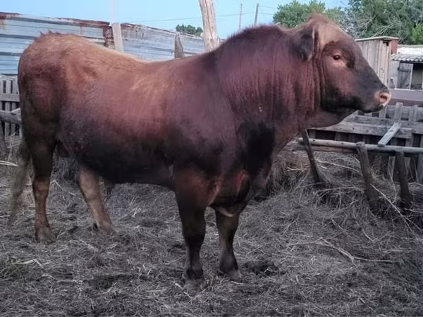 Bulle, Limousin-Kuh