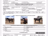 Koń, Mustang — zdjęcie 5