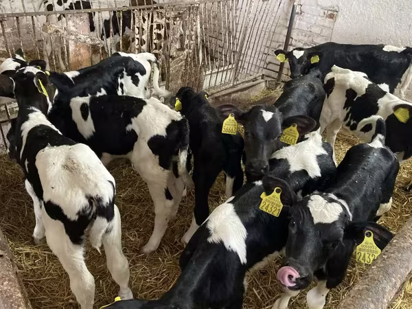 Bulle, Holstein-Rasse