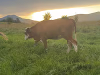 Cow, Cattle — photo 1