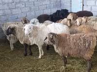 Schaf, Tian-Shan semifinewool sheep — Foto 5