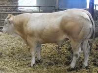 Bulle, Blonde d’Aquitane cattle — Foto 2