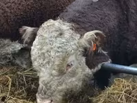 Widder, Edilbay sheep — Foto 4