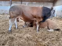Boğa, Partenaise cattle — foto 8