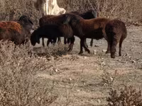 Boğa, Sığır — foto 6