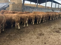 Bulle, Limousin-Kuh — Foto 3