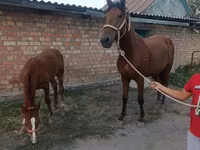 Kısrak, Thoroughbred horse — foto 1