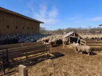 Schaf, Kuibyshev sheep — Foto 5