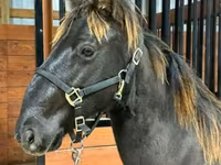 Aygır, Rocky Mountain Horse — foto 5