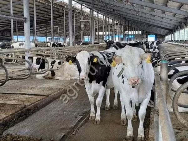 Holstein-Rasse