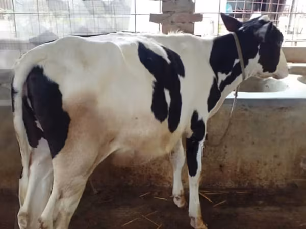 Kuh, Holstein-Rasse