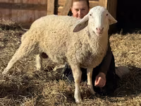 Widder, Assaf sheep — Foto 1
