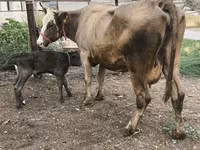 母牛, Simmental cattle — 照片 6