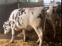 Bulle, Russian Black pied cattle — Foto 7