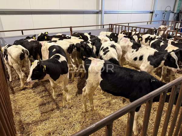 Bulle, Simmental cattle — Polen