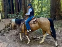 Kobyła, Quarter Horse — zdjęcie 5