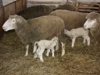 Baran, Dorset horn sheep — zdjęcie 3