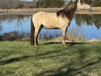 Hengst, Rocky Mountain Horse — Foto 7
