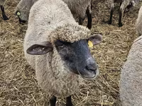 Koyun, Blackheaded Persian sheep — foto 2