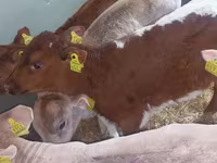 Bulle, Simmental cattle — Foto 5