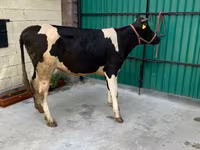 İnek, Holstein ırkı — foto 2