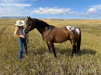 Hengst, Horses of Sable Island — Foto 5