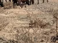 Boğa, Sığır — foto 7