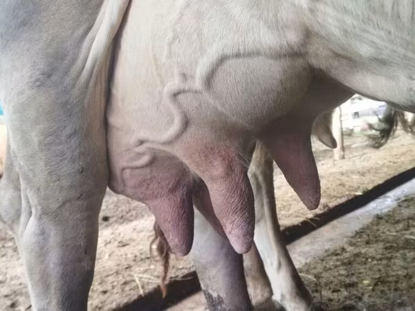 Kuh, Swiss cattle