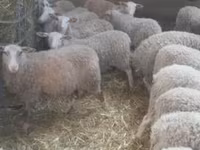 Schaf, Schafe — Foto 1