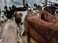 Kuh, Limousin-Kuh — Foto 7