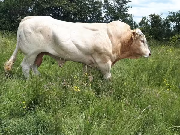 Boğa, Blonde d’Aquitane cattle