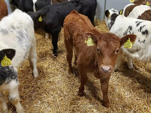 Bulle, Limousin-Kuh — Polen