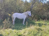 Yegua, American shetland pony — foto 2
