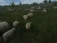 Baran, Merino sheep — zdjęcie 1