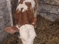 Kuh, Limousin-Kuh — Foto 3