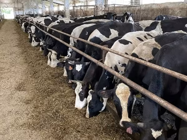 İnek, Yaroslavl cattle