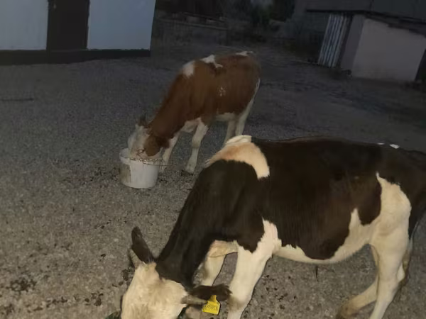 公牛, Swiss cattle